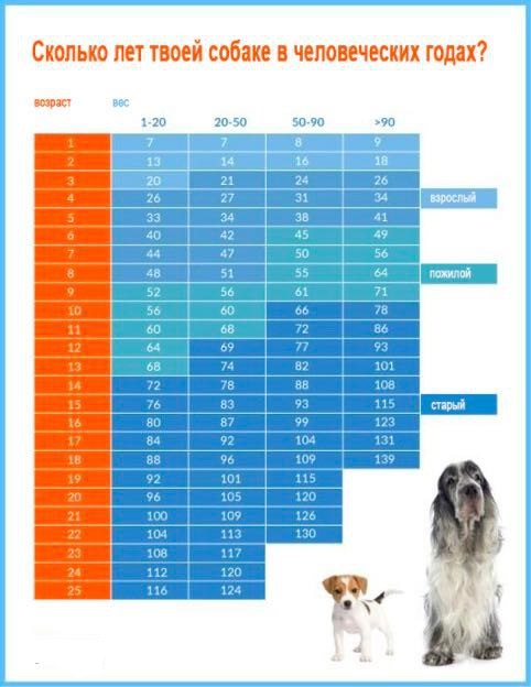 Цей графік допомагає наочно розібратися в віці Вашої собаки